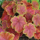 5056771001949 1 Heucherella Buttered Rum.jpg